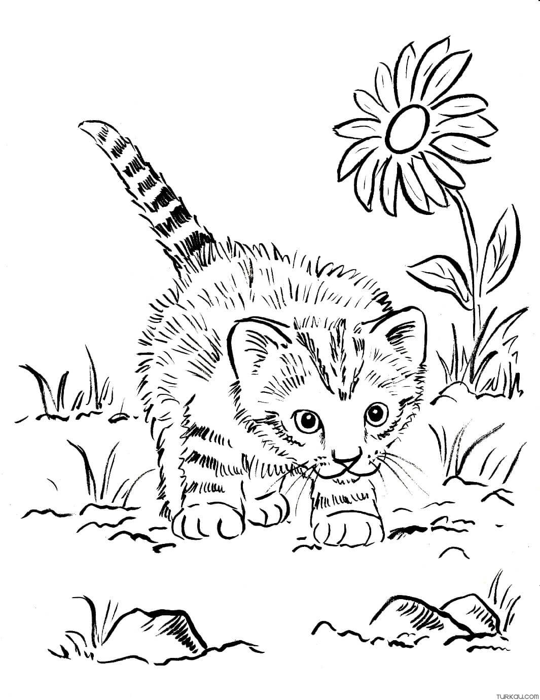 76 Kitten Coloring Pages Printable 27