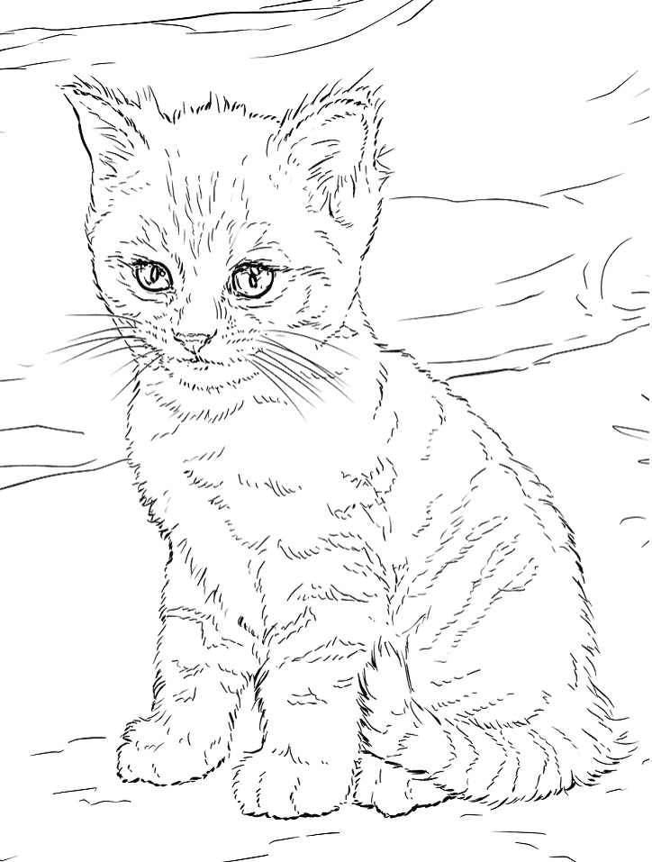 76 Kitten Coloring Pages Printable 50