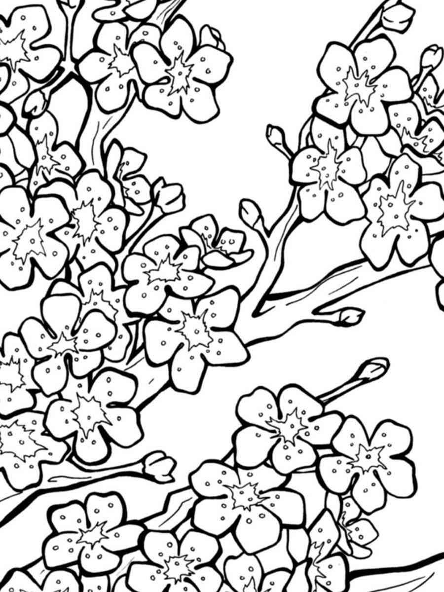 Beautiful Cherry Coloring Pages Printable 14