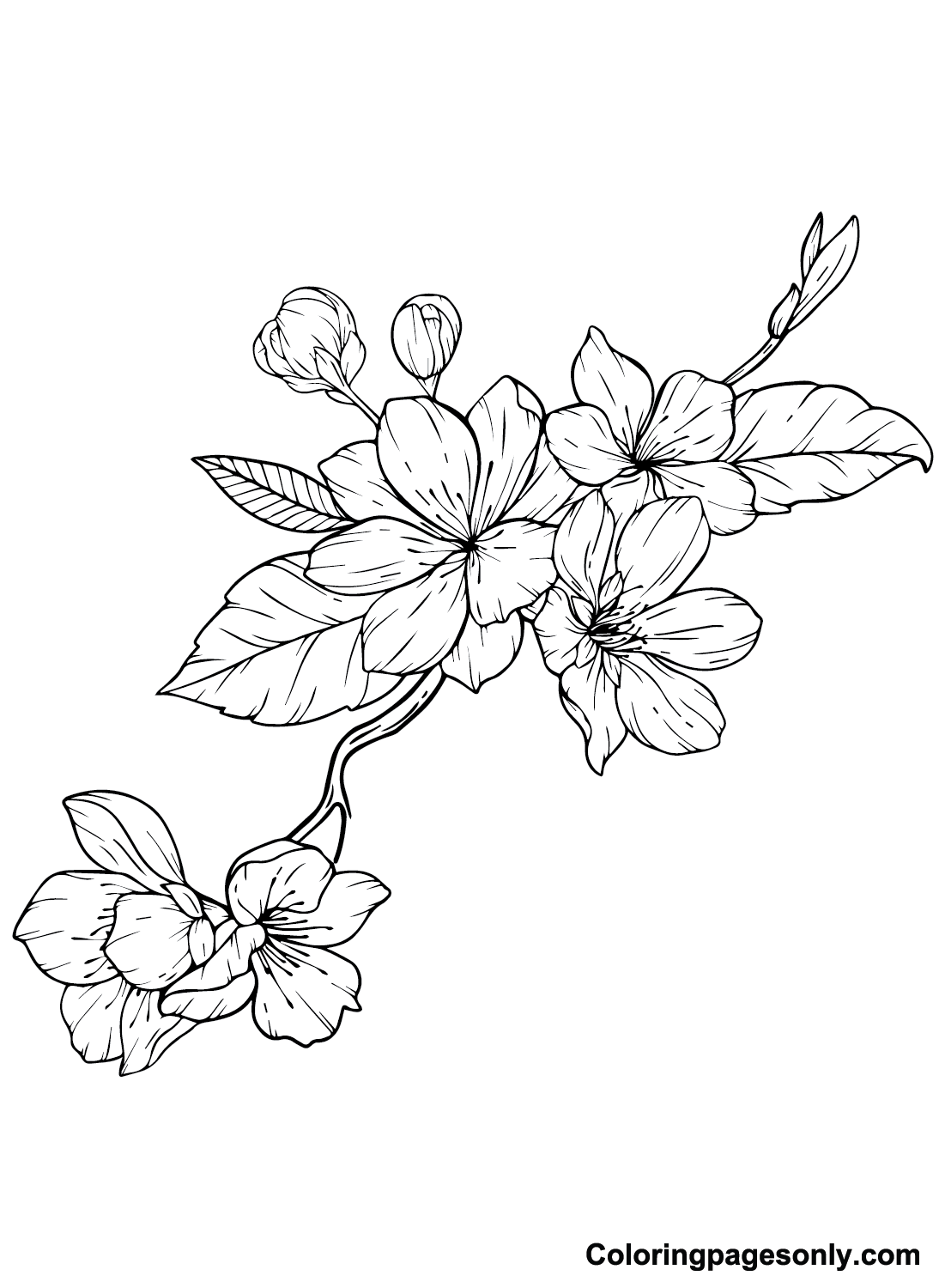 Beautiful Cherry Coloring Pages Printable 19