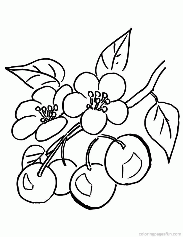 Beautiful Cherry Coloring Pages Printable 35