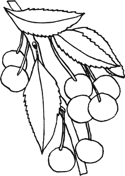 Beautiful Cherry Coloring Pages Printable 5