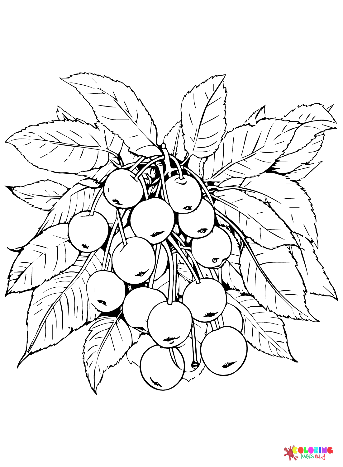 Beautiful Cherry Coloring Pages Printable 9