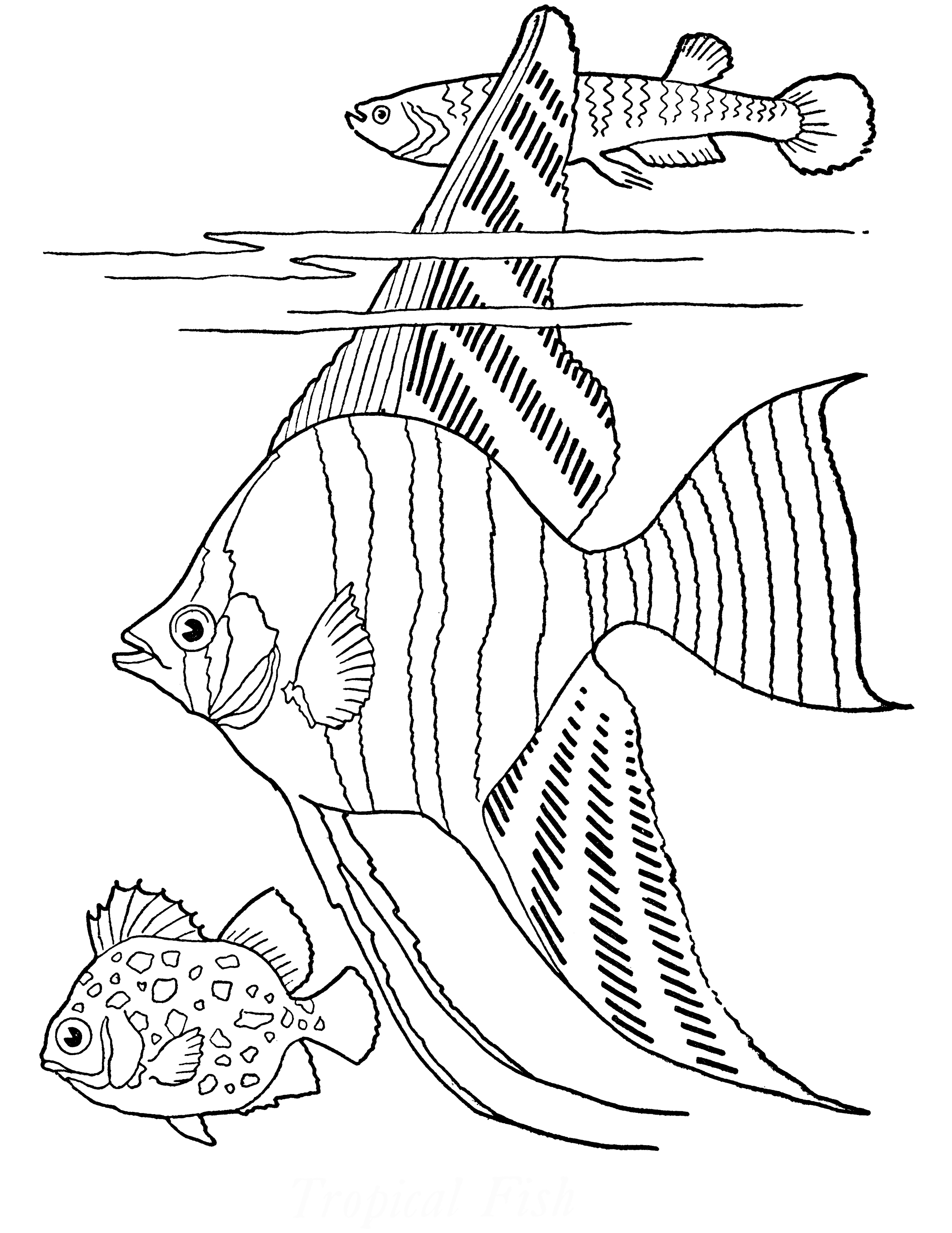 Tropical Fish Coloring Pages Printable 1