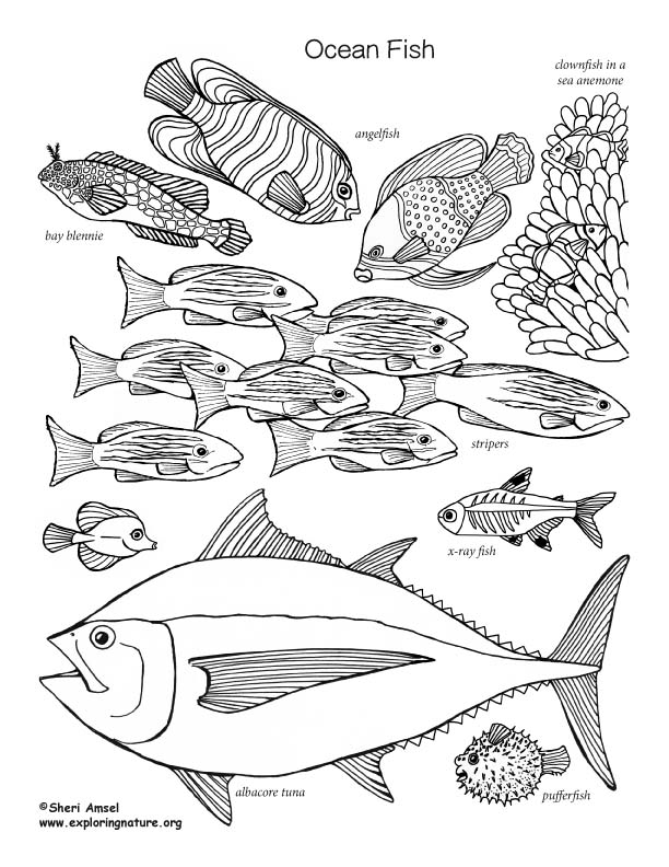 Tropical Fish Coloring Pages Printable 4