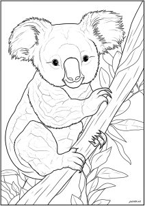 31 Adorable Koalas Coloring Pages Printable 22