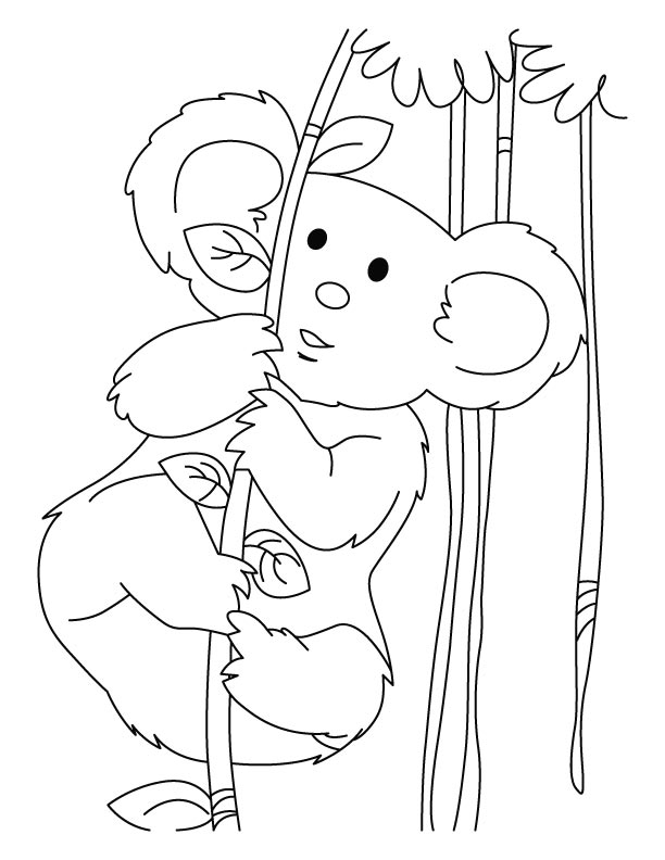 31 Adorable Koalas Coloring Pages Printable 28