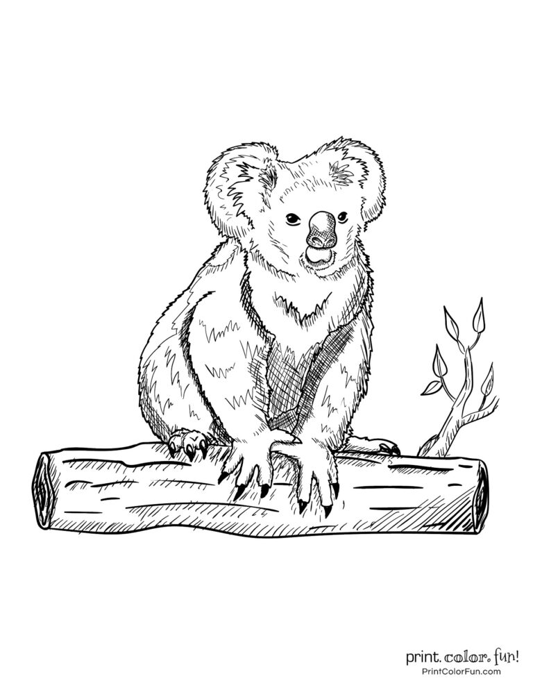 31 Adorable Koalas Coloring Pages Printable 34