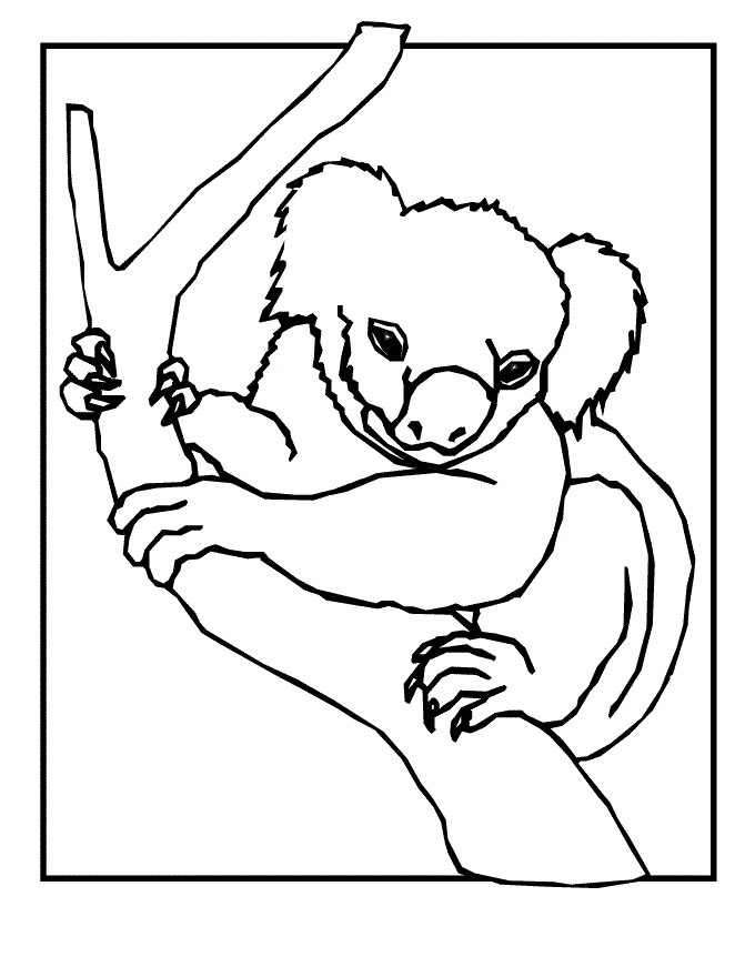 31 Adorable Koalas Coloring Pages Printable 6