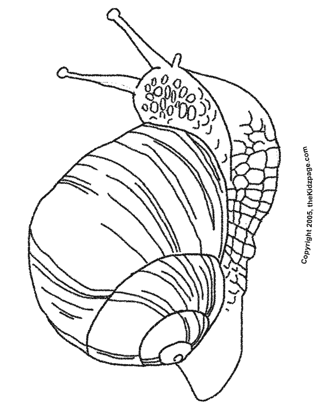 31 Charming Snail Coloring Pages Printable 11