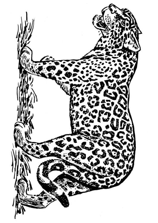 31 Cute Jaguar Coloring Pages Printable 16