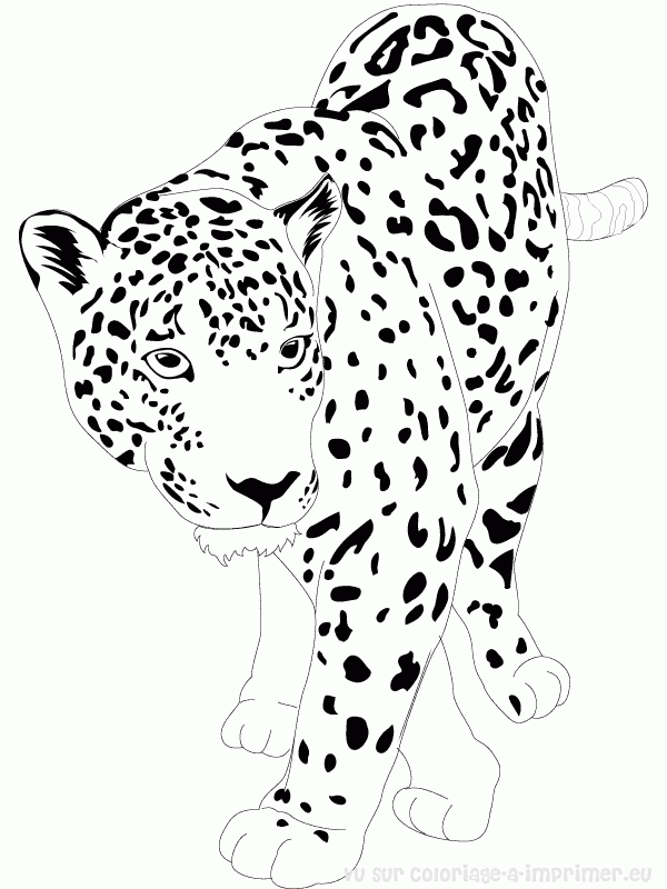 31 Cute Jaguar Coloring Pages Printable 28