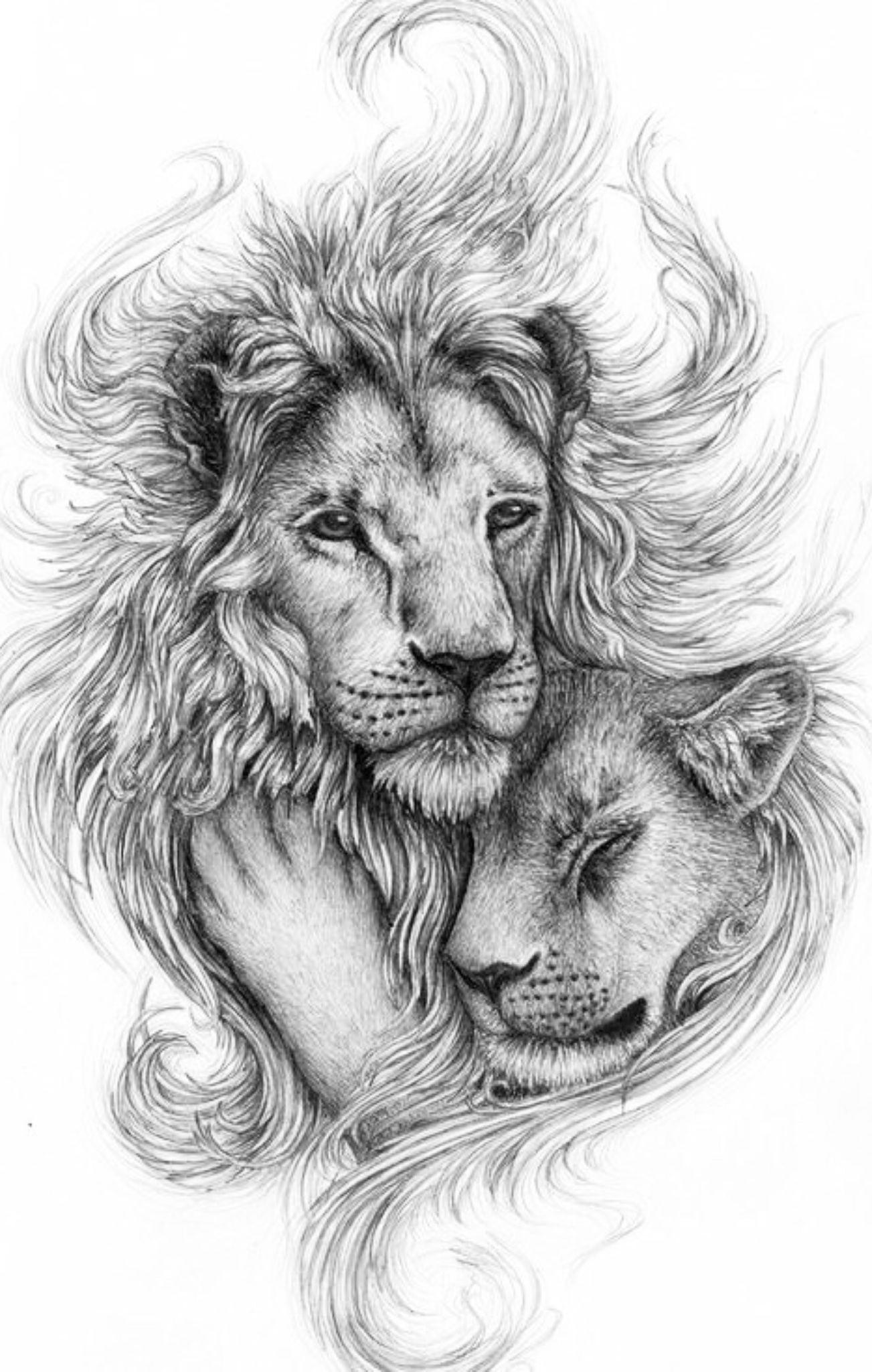 31 Graceful Lioness Coloring Pages Printable 14