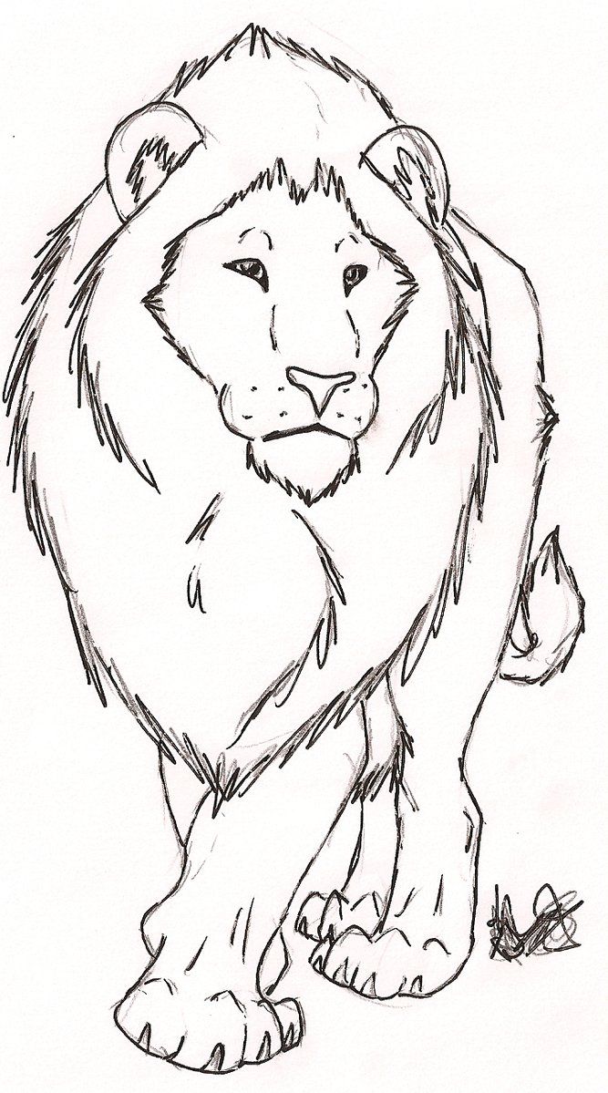 31 Graceful Lioness Coloring Pages Printable 19