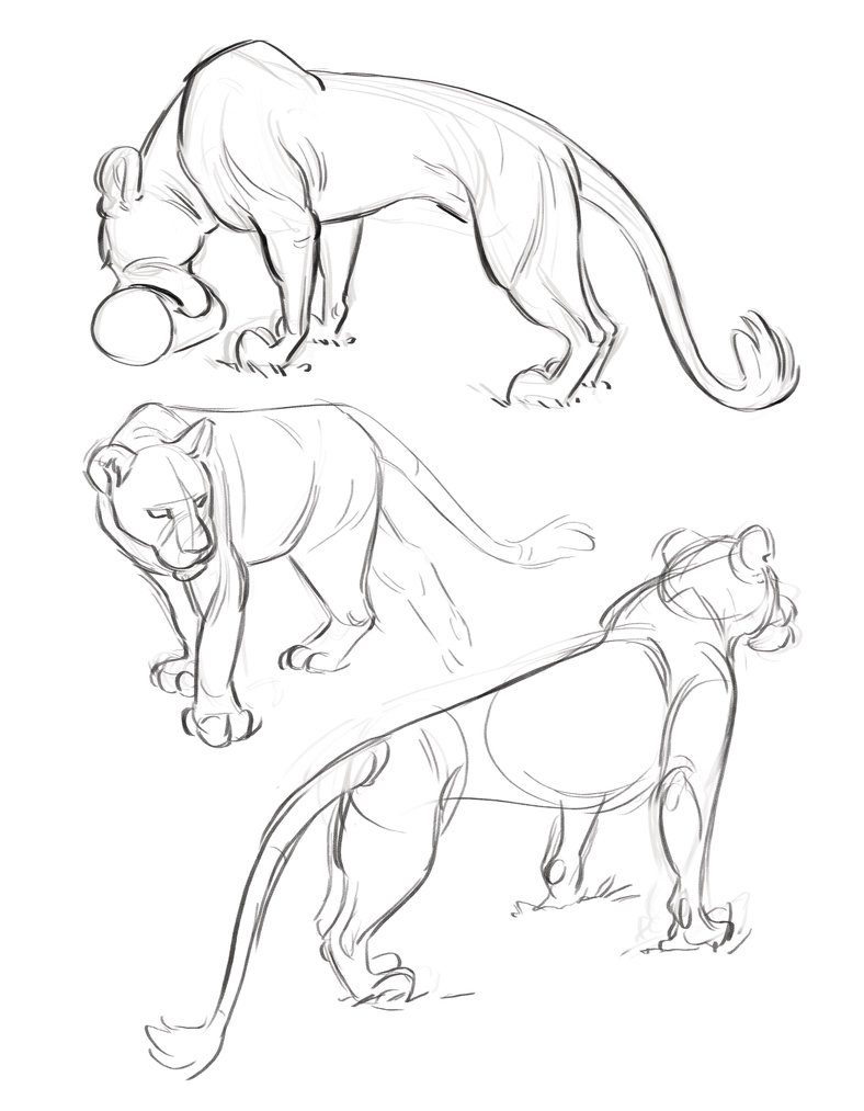 31 Graceful Lioness Coloring Pages Printable 23