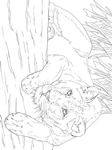 31 Graceful Lioness Coloring Pages Printable 27