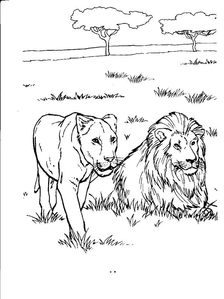 31 Graceful Lioness Coloring Pages Printable 4