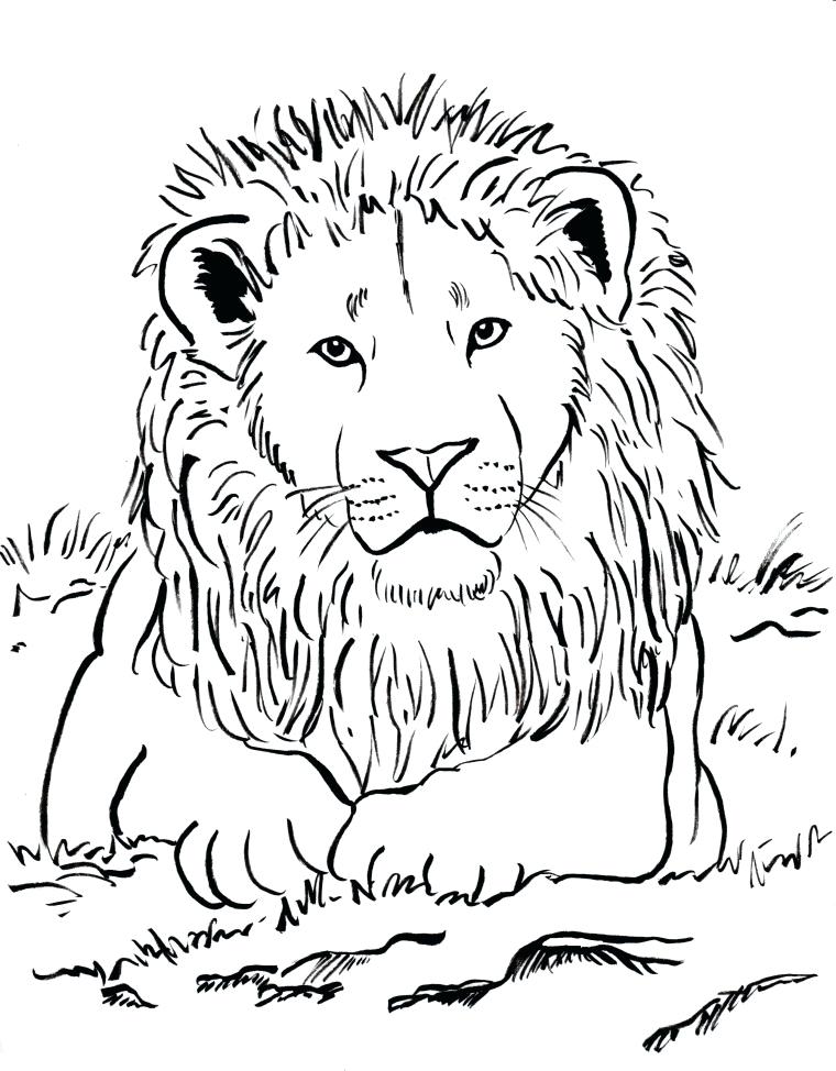 31 Graceful Lioness Coloring Pages Printable 9