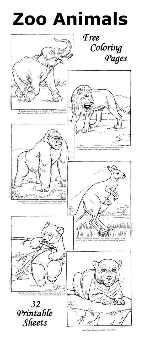 32 Cute Zoo Animal Coloring Pages Printable 22