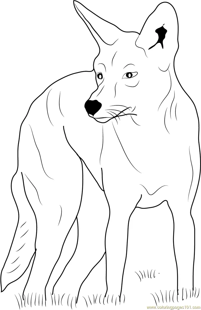 33 Cute Coyote Coloring Pages for Kids Printable 10