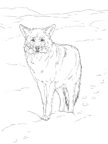 33 Cute Coyote Coloring Pages for Kids Printable 14