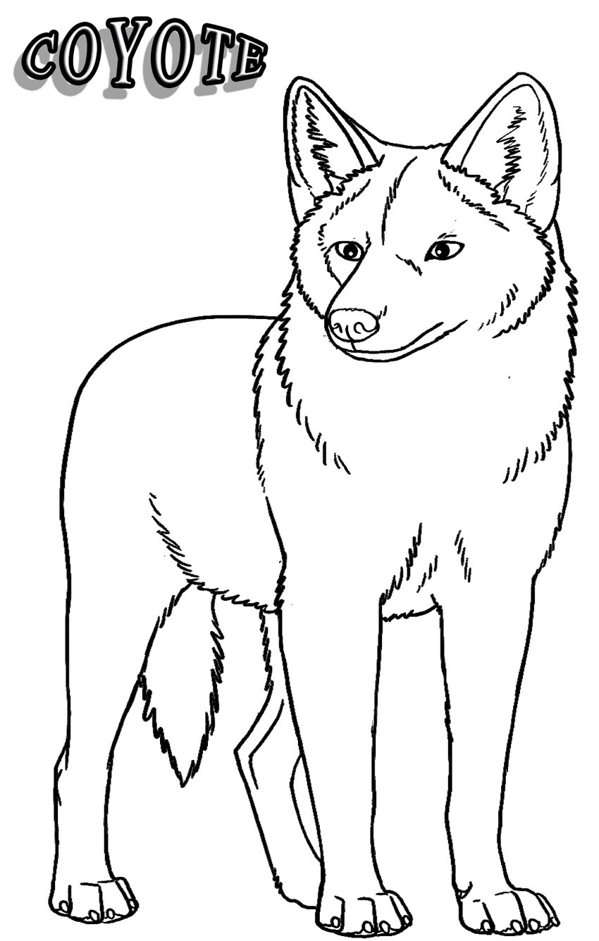 33 Cute Coyote Coloring Pages for Kids Printable 24