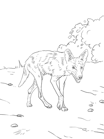 33 Cute Coyote Coloring Pages for Kids Printable 34