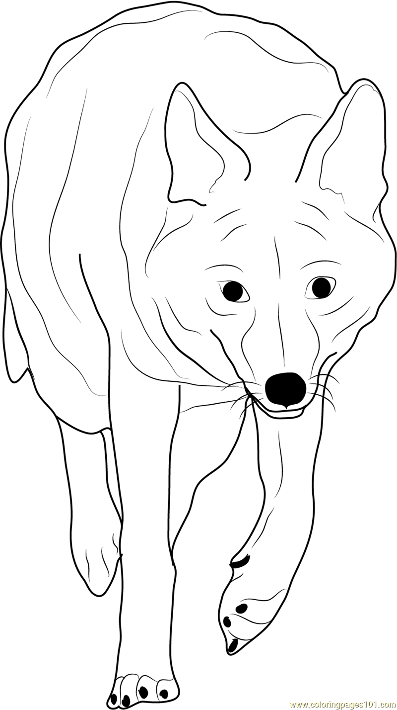 33 Cute Coyote Coloring Pages for Kids Printable 9