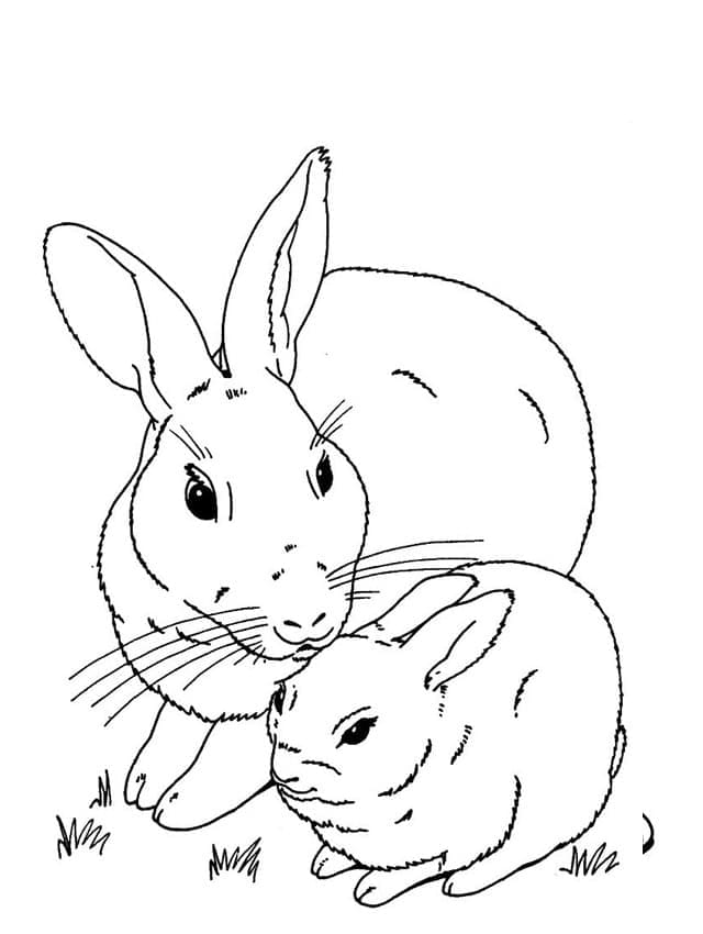 33 Cute Rabbit Coloring Pages Printable 7