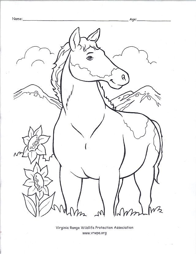 33 Wild Horse Coloring Pages Printable 13