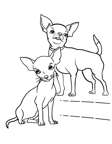 34 Adorable Chihuahua Coloring Pages Printable 16