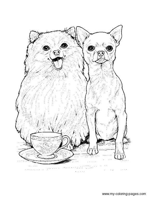 34 Adorable Chihuahua Coloring Pages Printable 17