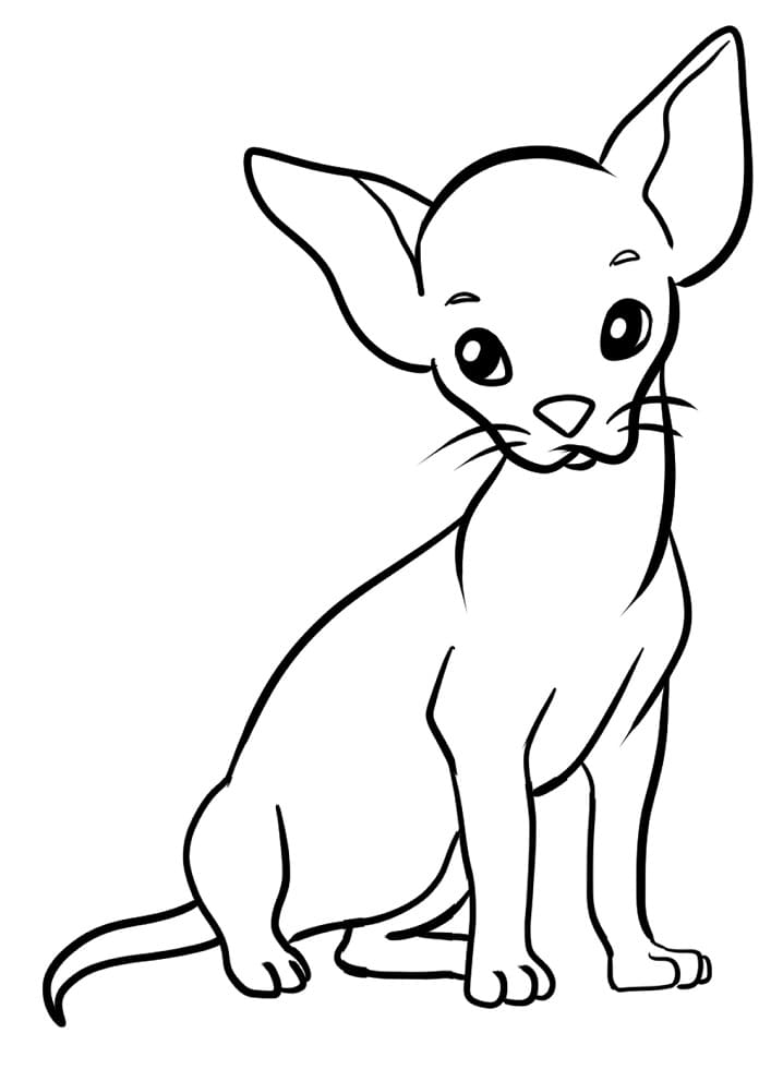 34 Adorable Chihuahua Coloring Pages Printable 24