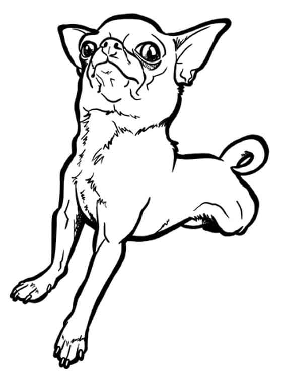 34 Adorable Chihuahua Coloring Pages Printable 29