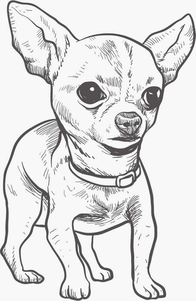 34 Adorable Chihuahua Coloring Pages Printable 3