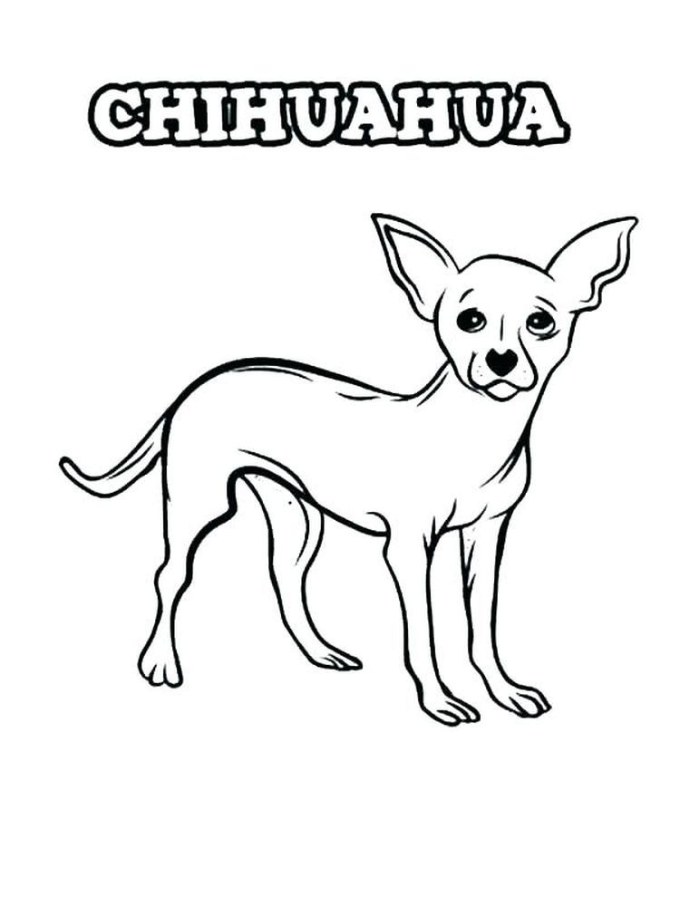 34 Adorable Chihuahua Coloring Pages Printable 30