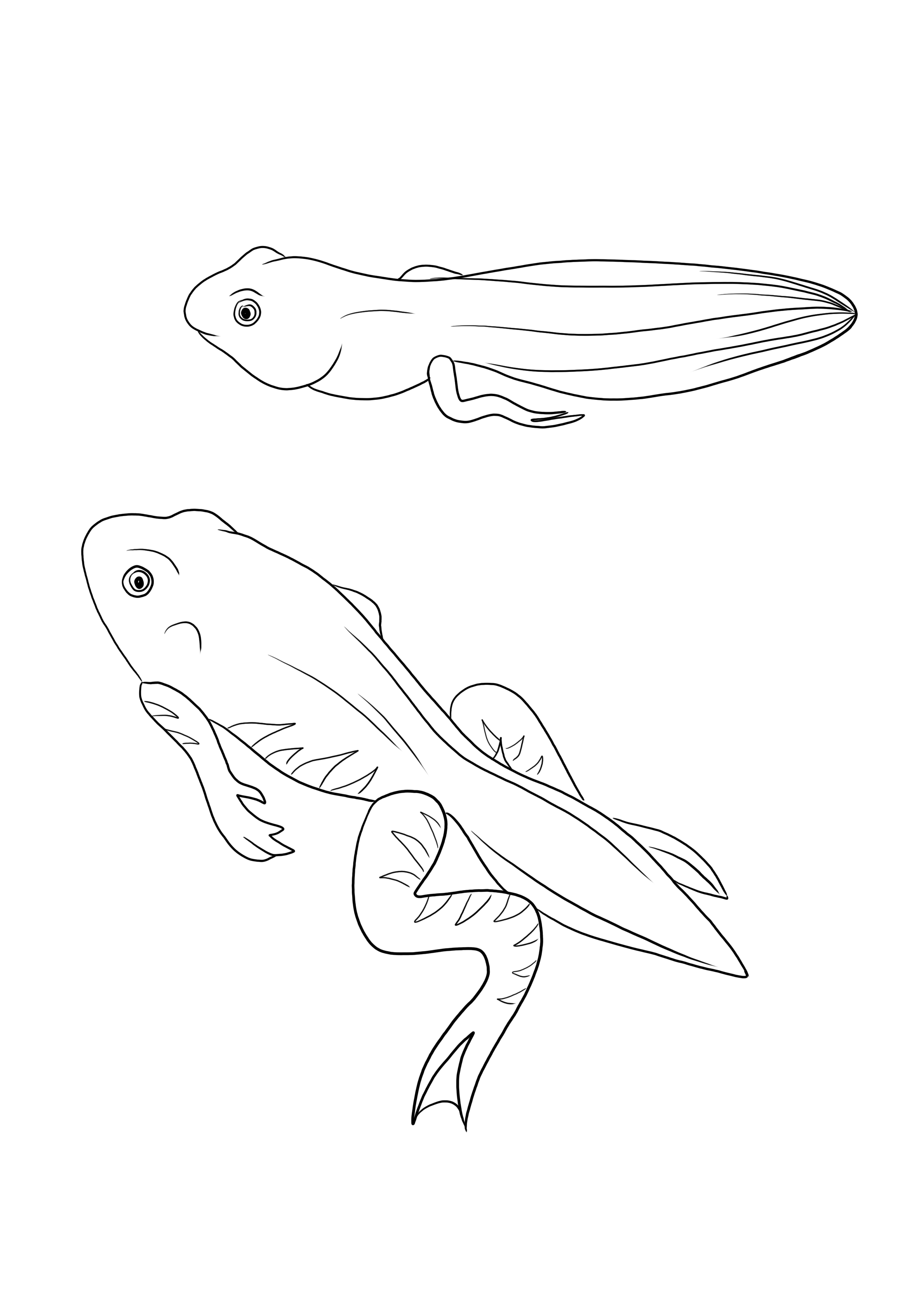 34 Adorable Tadpole and Froglet Coloring Pages Printable 1