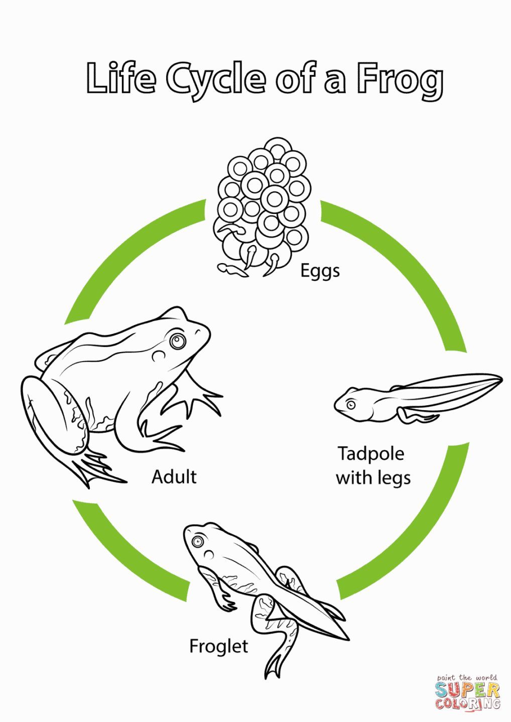 34 Adorable Tadpole and Froglet Coloring Pages Printable 16