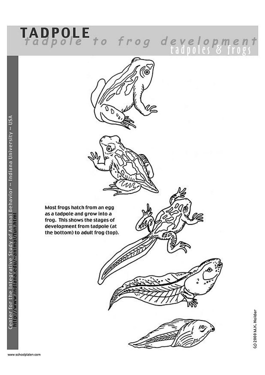 34 Adorable Tadpole and Froglet Coloring Pages Printable 7