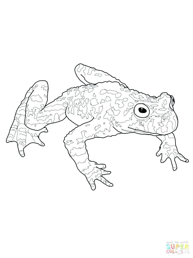 34 Adorable Tadpole and Froglet Coloring Pages Printable 8