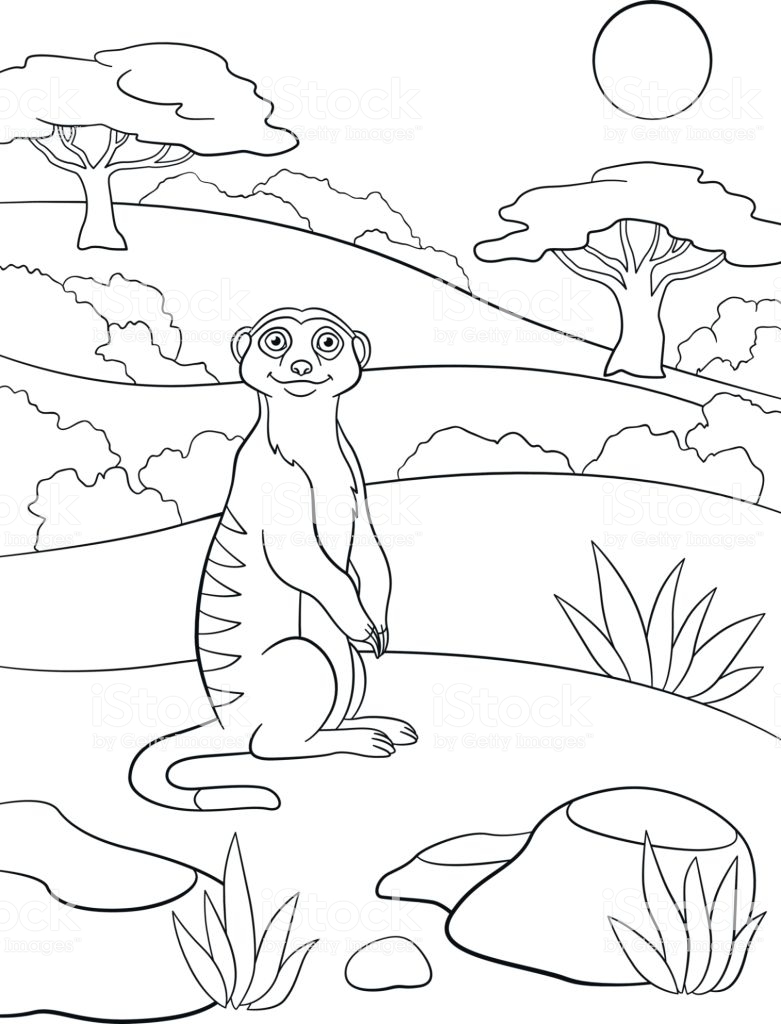 35 Adorable Meerkats Coloring Pages Printable 1