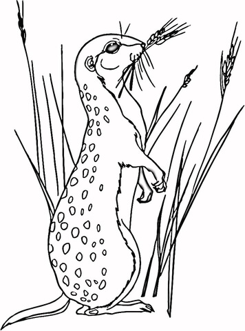 35 Adorable Meerkats Coloring Pages Printable 12