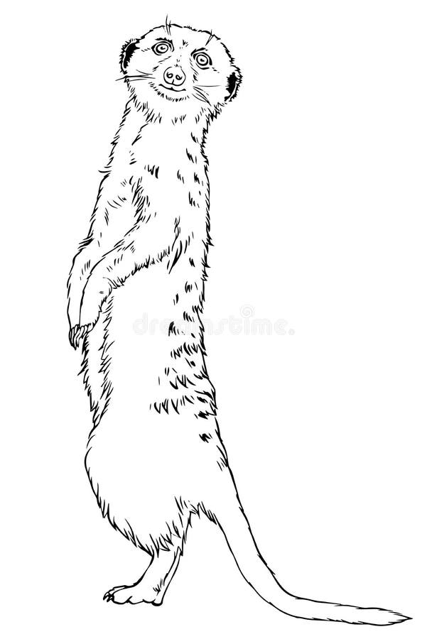 35 Adorable Meerkats Coloring Pages Printable 14