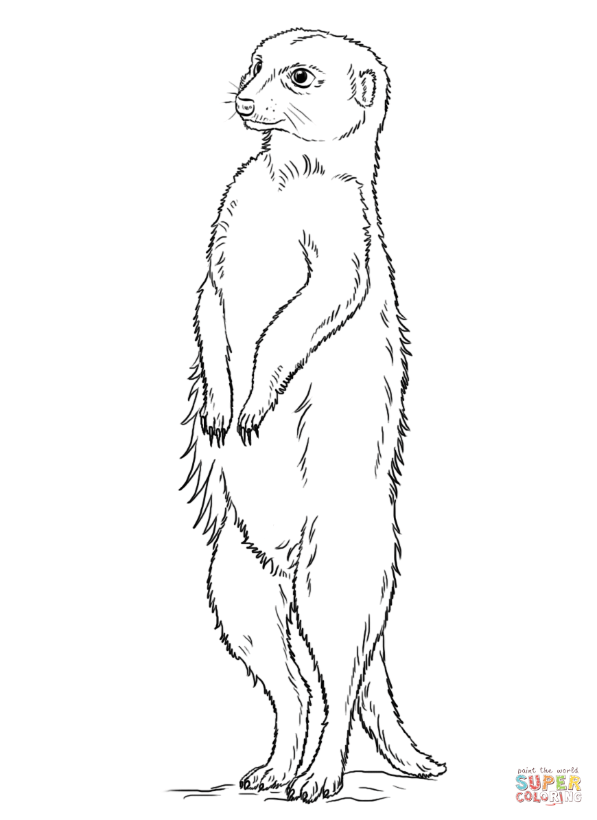 35 Adorable Meerkats Coloring Pages Printable 3