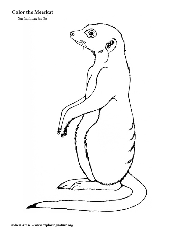 35 Adorable Meerkats Coloring Pages Printable 4