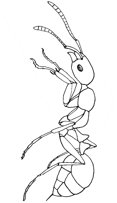 35 Cute Ant Coloring Pages Printable 17