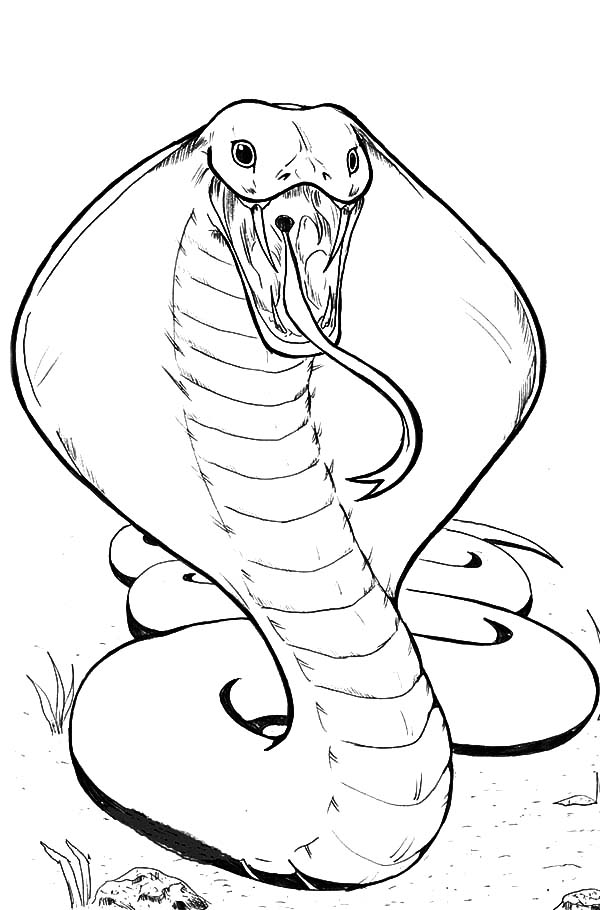 36 Detailed Snake Coloring Pages Printable 21