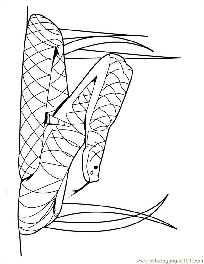 36 Detailed Snake Coloring Pages Printable 22