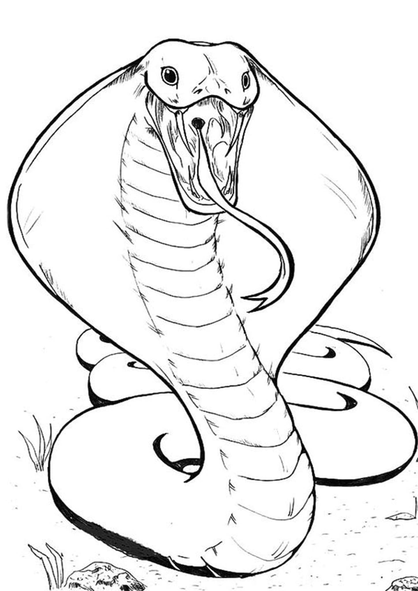 36 Detailed Snake Coloring Pages Printable 25