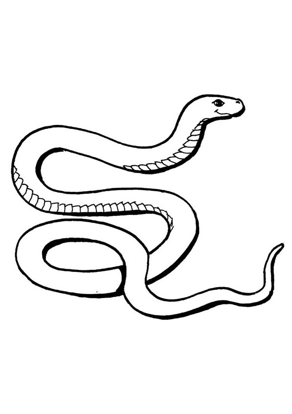 36 Detailed Snake Coloring Pages Printable 28